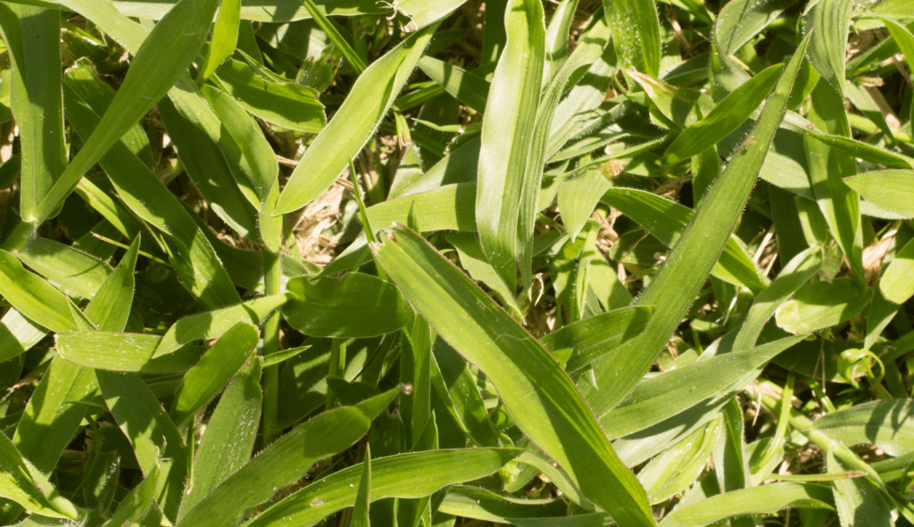 braquiara